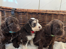 F1 Cockapoo Litter - 3 Boys Available