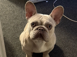 Max, Needs rehoming no fault of his own.