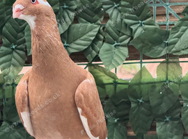 syrian pigeon