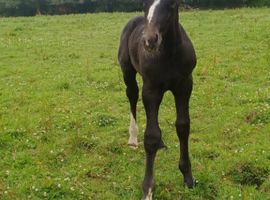 Irish Draught Colt foal