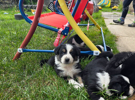 Border Collie puppies