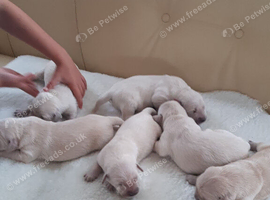 Golden retrievers pupies kc reg
