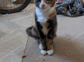 Calico female kitten looking for a new home!!!
