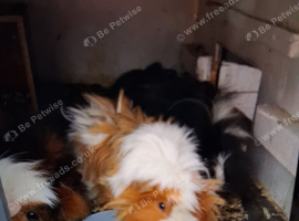 Guinea pigs