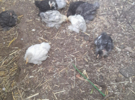 Young pekin chicks