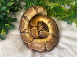 Stunning royal python and 4ft
