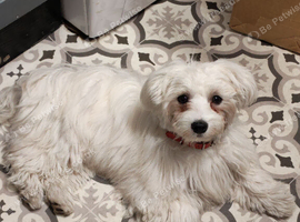 Bichon for sale.
