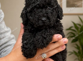 Stunning Maltipoo puppies!! 1 left ready now!!
