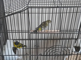 2025 Black hooded siskin cock and green hen