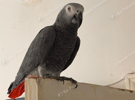 African grey