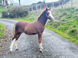 Lovely chestnut colt foal
