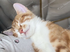 Kitten for sale