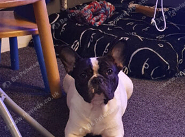 French bulldog