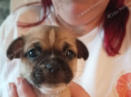 Chihuahua x Pug x Shih Tzu