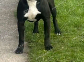 1 and a half year old Staffy