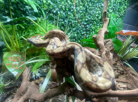 Hypo Nicaraguan Dwarf Boa at Birmingham Reptiles