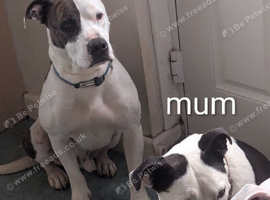 Staffy crossed amreican bulldog