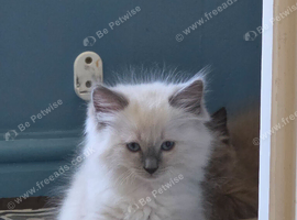 Stunning ragdoll kittens