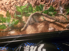 Corn snake
