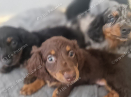 Mini dachshund ready now
