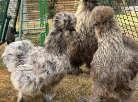 BREEDING TRIO OF SILKIES