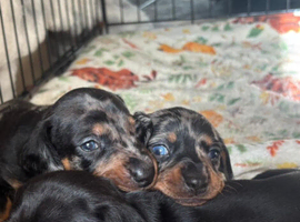 Puppy
