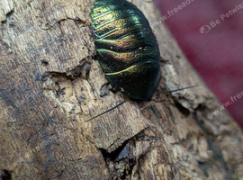 Emerald roaches (Mixed sizes)