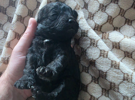 Cockershihpoo puppies
