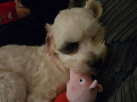 Chipoo for sale