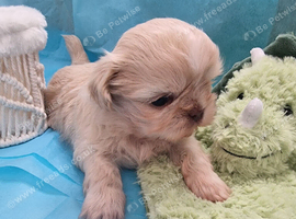 Kc reg Stunning small babies boys/girl