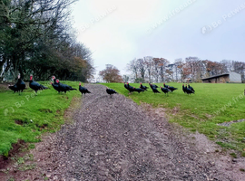 rare breed norfolk black turkey stag for sale