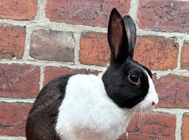 English Dutch male rabbit