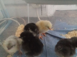 Copper maran chicks