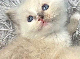 Ragdoll kittens