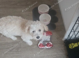 Bichon frise