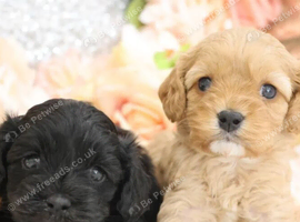 Cavapoo Puppies  Tiny Teddy Bears with Big Hearts.