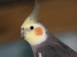 Wanted Baby Grey Male Cockatiel at sensible price