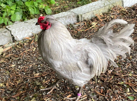 Arucana eggs, day olds and pairs