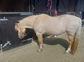 Equine Clipping!!