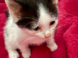 Kittens looking for loving home