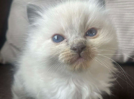 Ragdoll