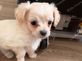 Beautiful long coat male chipoo