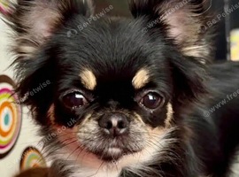 Female long haired black and tan Chihuahua in West Yorkshire