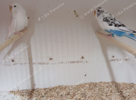 2 pairs of budgies for sale