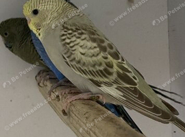 Baby cinnamon opaline blackface
