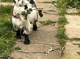 Pygmy tame goat