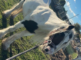 12hh cob mare