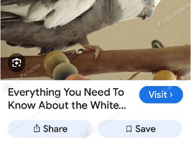 Looking for a white faced cockatiel