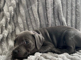 Blue staffordshire bull terrier puppies