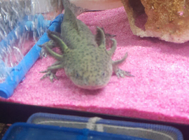 My black wild type male axolotl